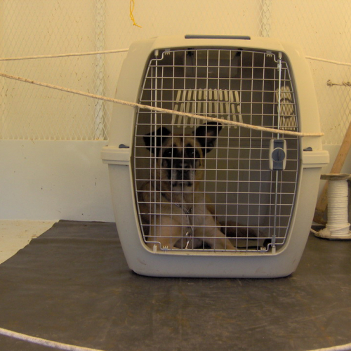 Attivit‡ del gruppo cinofili a Gemona 139 / 13247