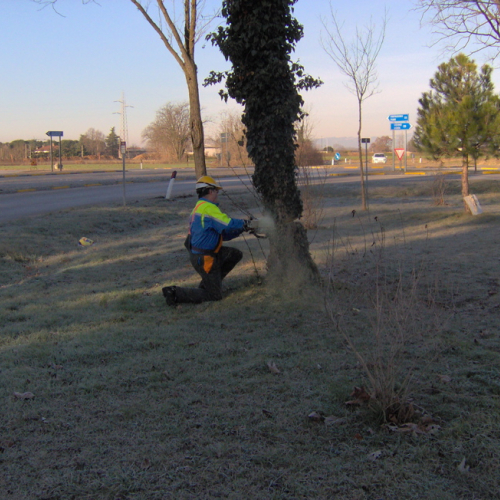 Lestizza 26/01 foto n. 6 / 20248