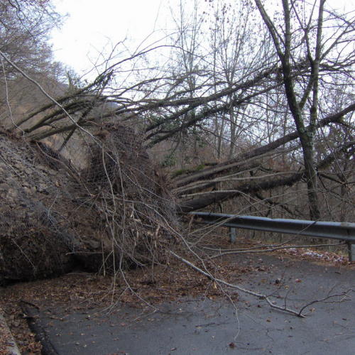 foto frana Lauco 2 / 7666