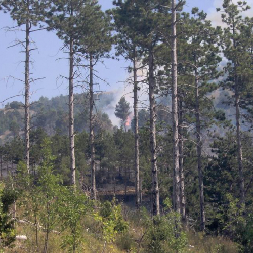 Attivit‡ antincendio in Abruzzo 14 / 15413