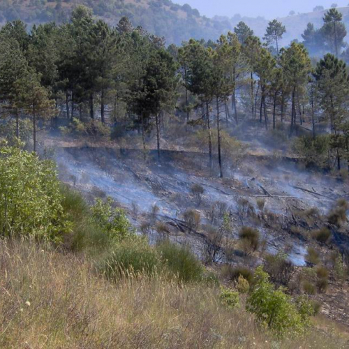 Attivit‡ antincendio in Abruzzo 17 / 15416