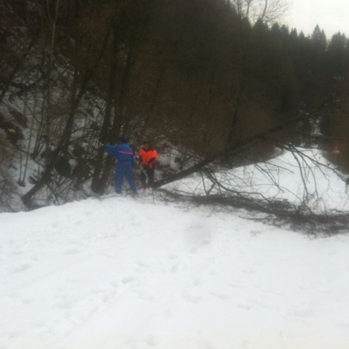 Interventi di rimozione alberi n. 3 / 103827