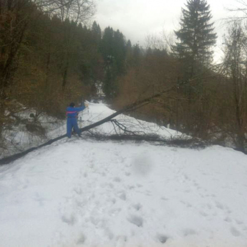 Interventi di rimozione alberi n. 5 / 103829