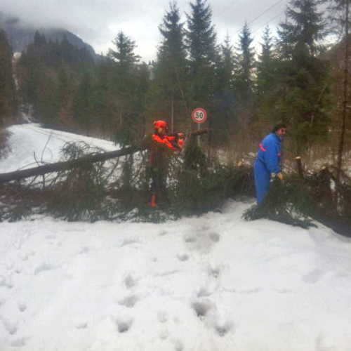 Interventi di rimozione alberi n. 6 / 103830
