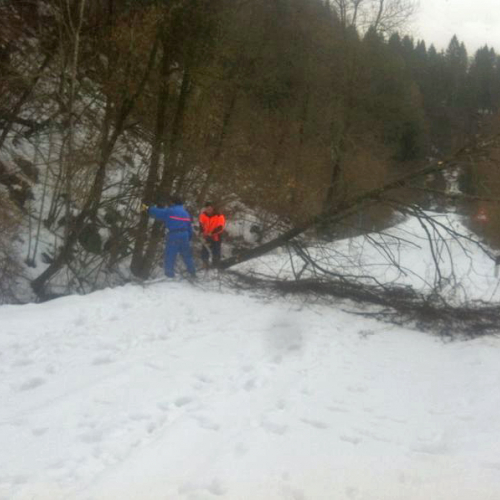 Interventi di rimozione alberi n. 7 / 103831