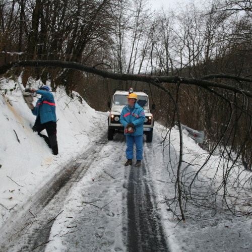 Rimozione alberi del 29/11 n. 1 / 32842
