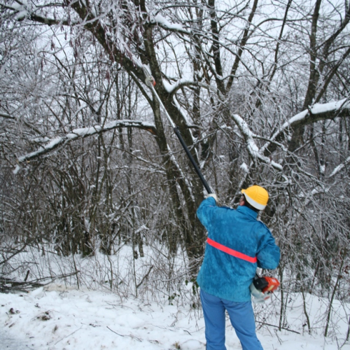 Rimozione alberi del 29/11 n. 2 / 32843