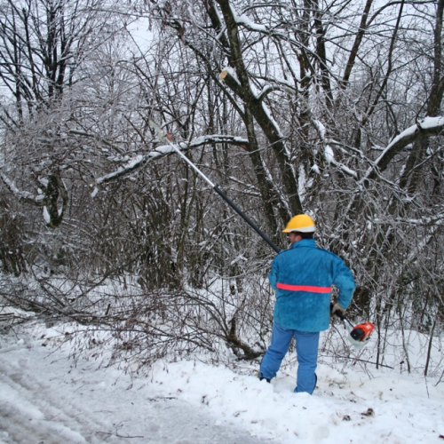 Rimozione alberi del 29/11 n. 3 / 32844