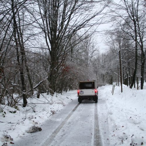 Rimozione alberi del 29/11 n. 4 / 32845