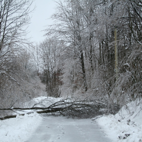 Rimozione alberi del 29/11 n. 6 / 32847