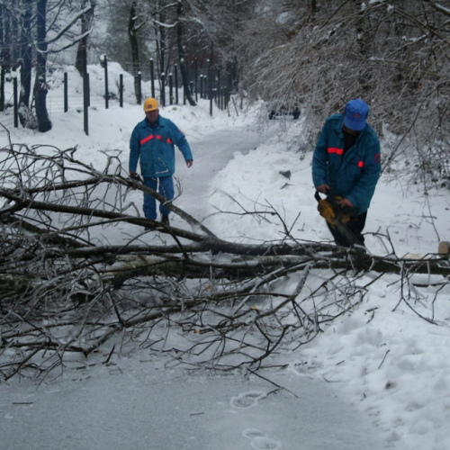 Rimozione alberi del 29/11 n. 7 / 32848
