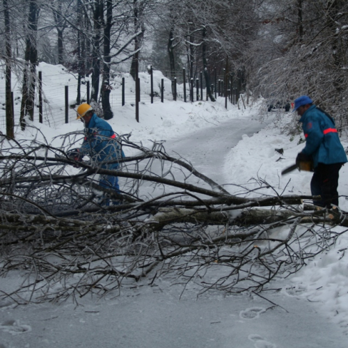 Rimozione alberi del 29/11 n. 8 / 32849