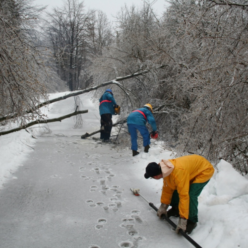 Rimozione alberi del 29/11 n. 9 / 32850