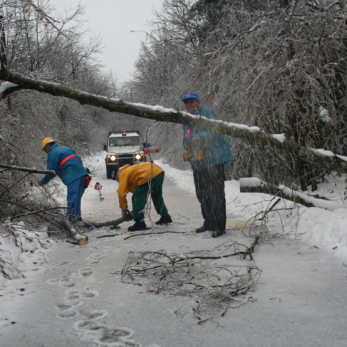 Rimozione alberi del 29/11 n. 10 / 32851