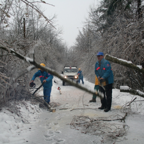 Rimozione alberi del 29/11 n. 11 / 32852