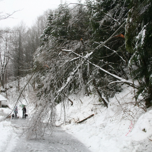 Rimozione alberi del 29/11 n. 12 / 32853