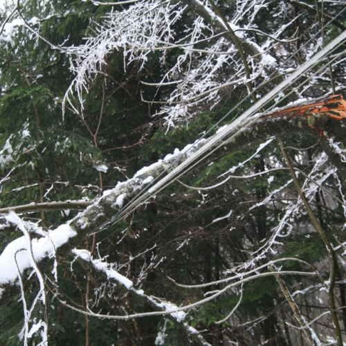 Rimozione alberi del 29/11 n. 13 / 32854