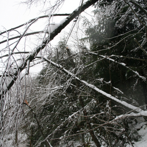 Rimozione alberi del 29/11 n. 14 / 32855
