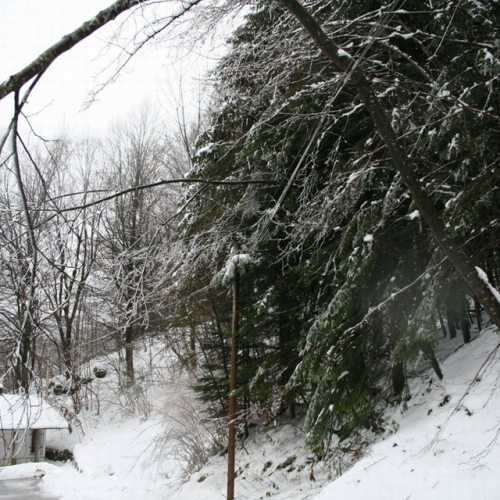 Rimozione alberi del 29/11 n. 15 / 32856