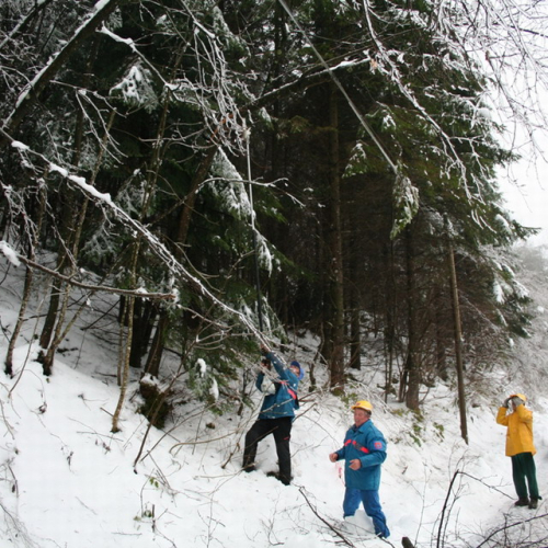 Rimozione alberi del 29/11 n. 16 / 32857