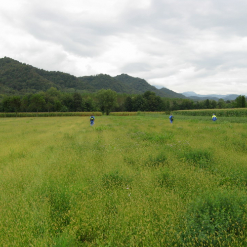 Corso ricerca persone disperse n. 9 / 29294