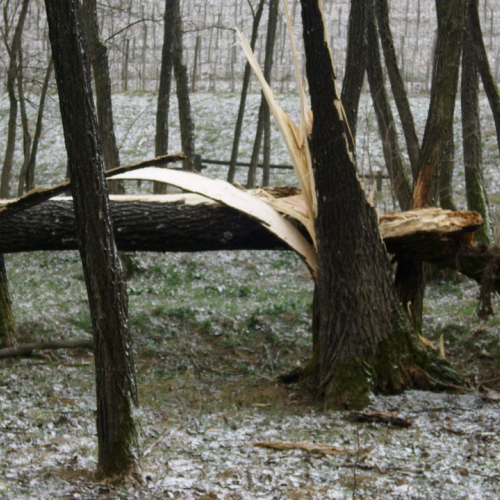 Interventi maltempo 10/03 n. 10 / 49128