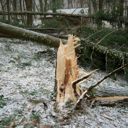 Interventi maltempo 10/03 n. 11 / 49129