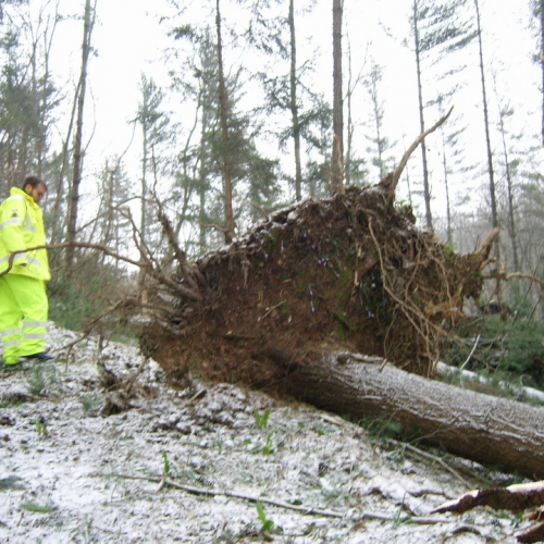 Interventi maltempo 10/03 n. 12 / 49130