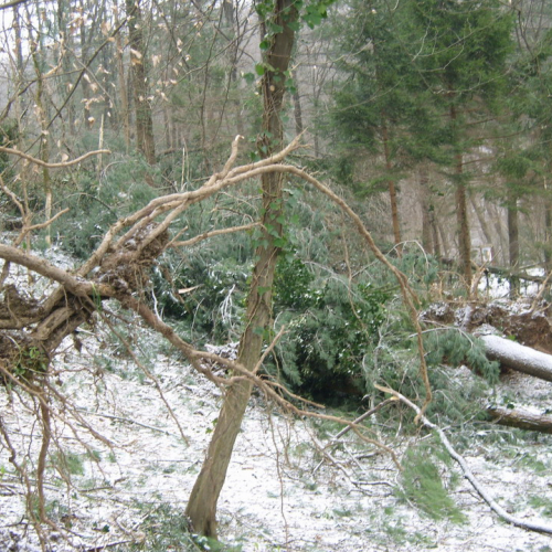 Interventi maltempo 10/03 n. 15 / 49133