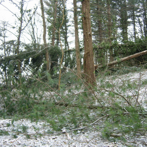 Interventi maltempo 10/03 n. 18 / 49136