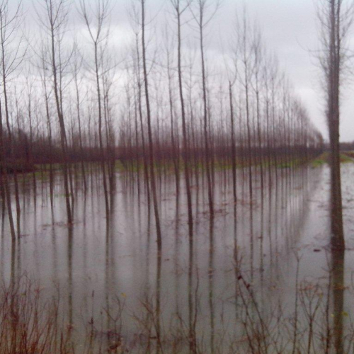 Interventi volontari n. 7 / 103774