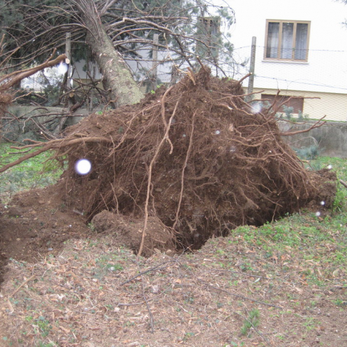 Interventi maltempo 10/03 n. 20 / 49138