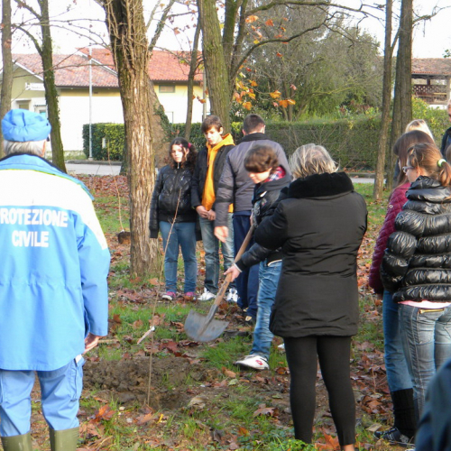 Piantumazione  alberi n. 12 / 58769