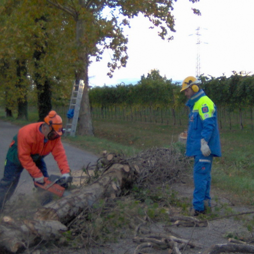 Bassa 2008 a Gonars n. 8 / 30385