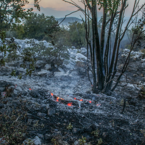 Incendi sul Carso n. 11 / 85287