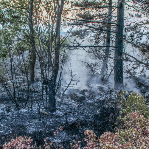 Incendi sul Carso n. 13 / 85289