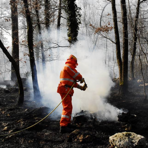 Incendio boschivo Monrupino-Trieste n. 3 / 77001