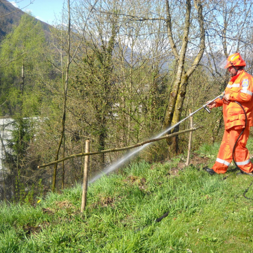 Invillino 2010 n. 50 / 50229