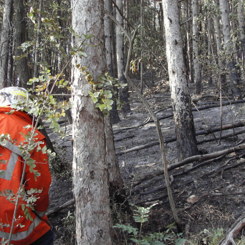 incendio localit‡ Cava Scoria - San Giuseppe f. 7 / 15396