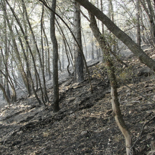 incendio localit‡ Cava Scoria - San Giuseppe f. 8 / 15397