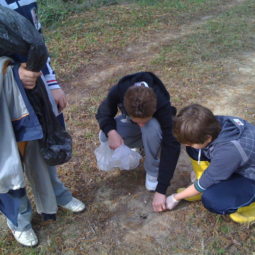 Operazione bosco pulito n. 1 / 79678