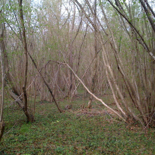 Operazione bosco pulito n. 4 / 79681