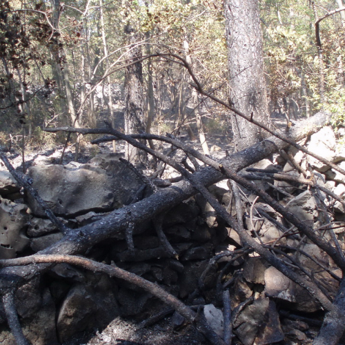 Incendio boschivo Visogliano n.A 4 / 85339