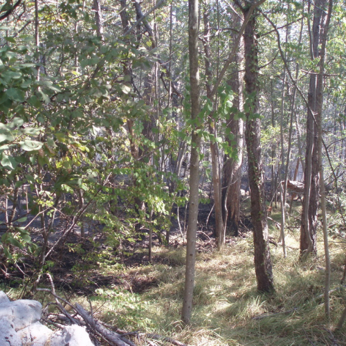 Incendio boschivo Visogliano n.A 5 / 85340