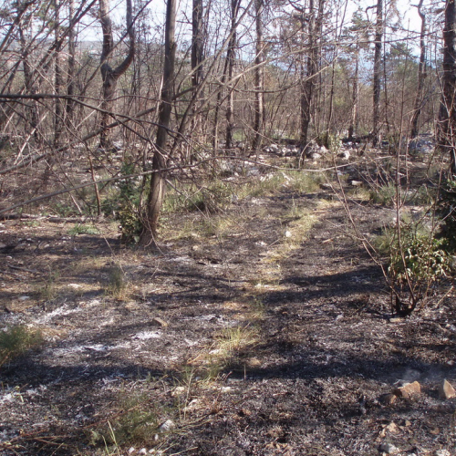 Incendio boschivo Visogliano n.A 7 / 85342