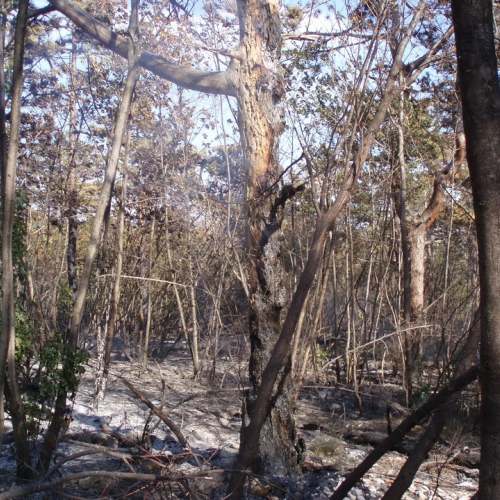 Incendio boschivo Visogliano n.A 8 / 85343
