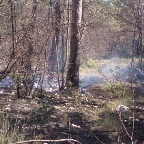 Incendio boschivo Visogliano n.A 9 / 85344