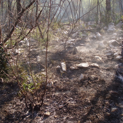 Incendio boschivo Visogliano n.A 10 / 85345