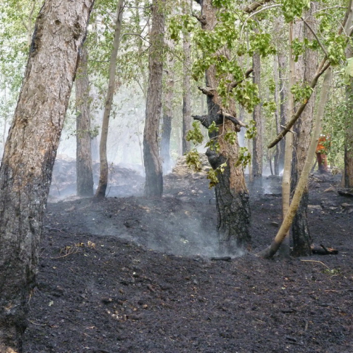 Incendio a Sgonico n. 9 / 84976