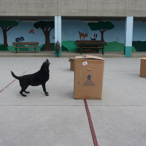 Attivit‡ dimostrativa a Cattinara n. 11 / 89041